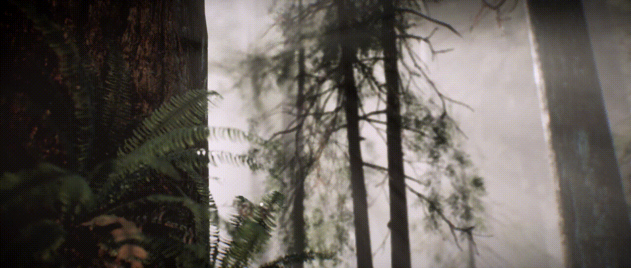 Misty Forest-Animation(图ZMjMwMTE4OTQ0) - 动画/影视 - 站酷设计师ZixiIceyy原创素材 - 站酷ZCOOL