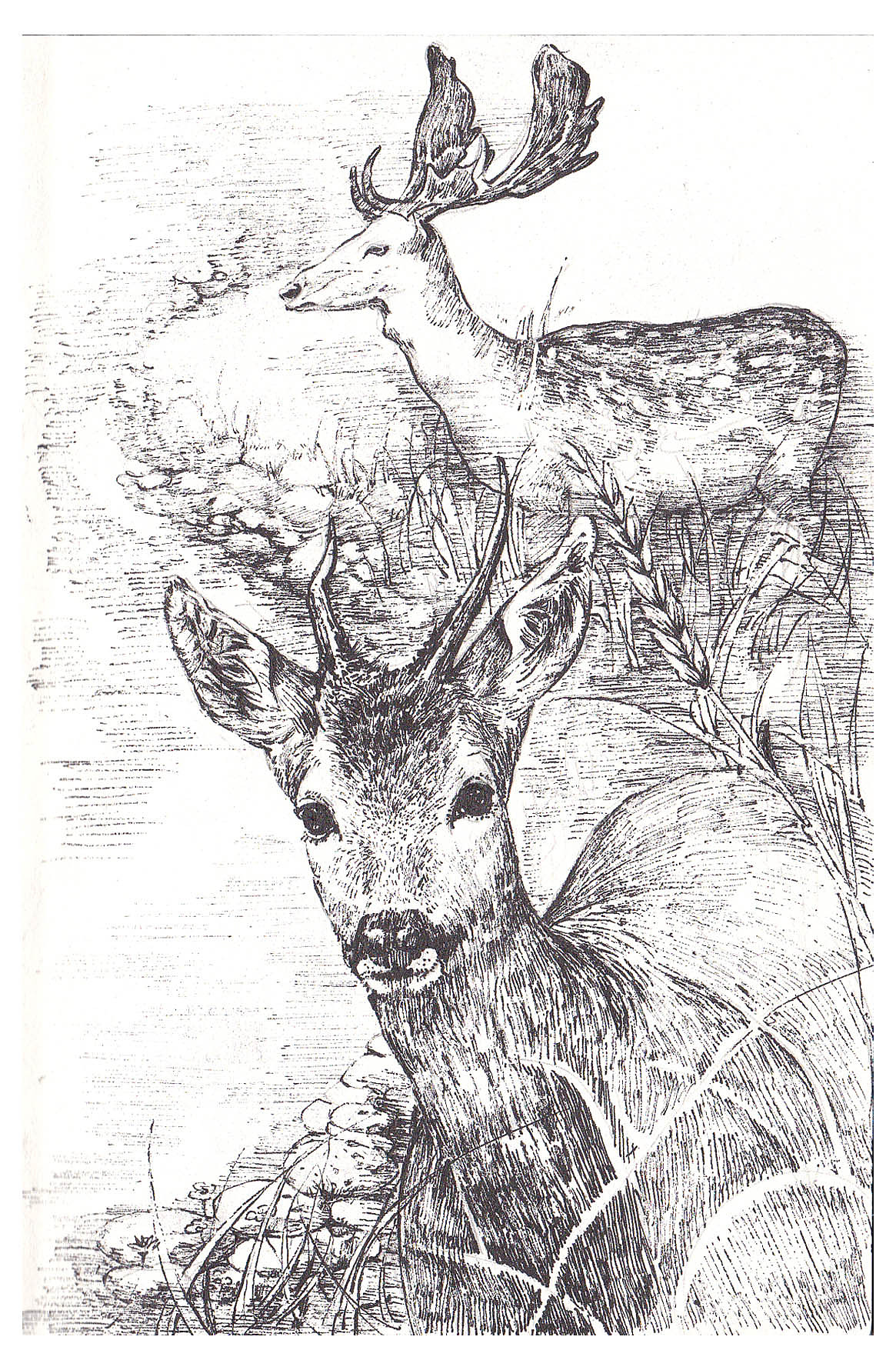 沈石溪动物小说插图