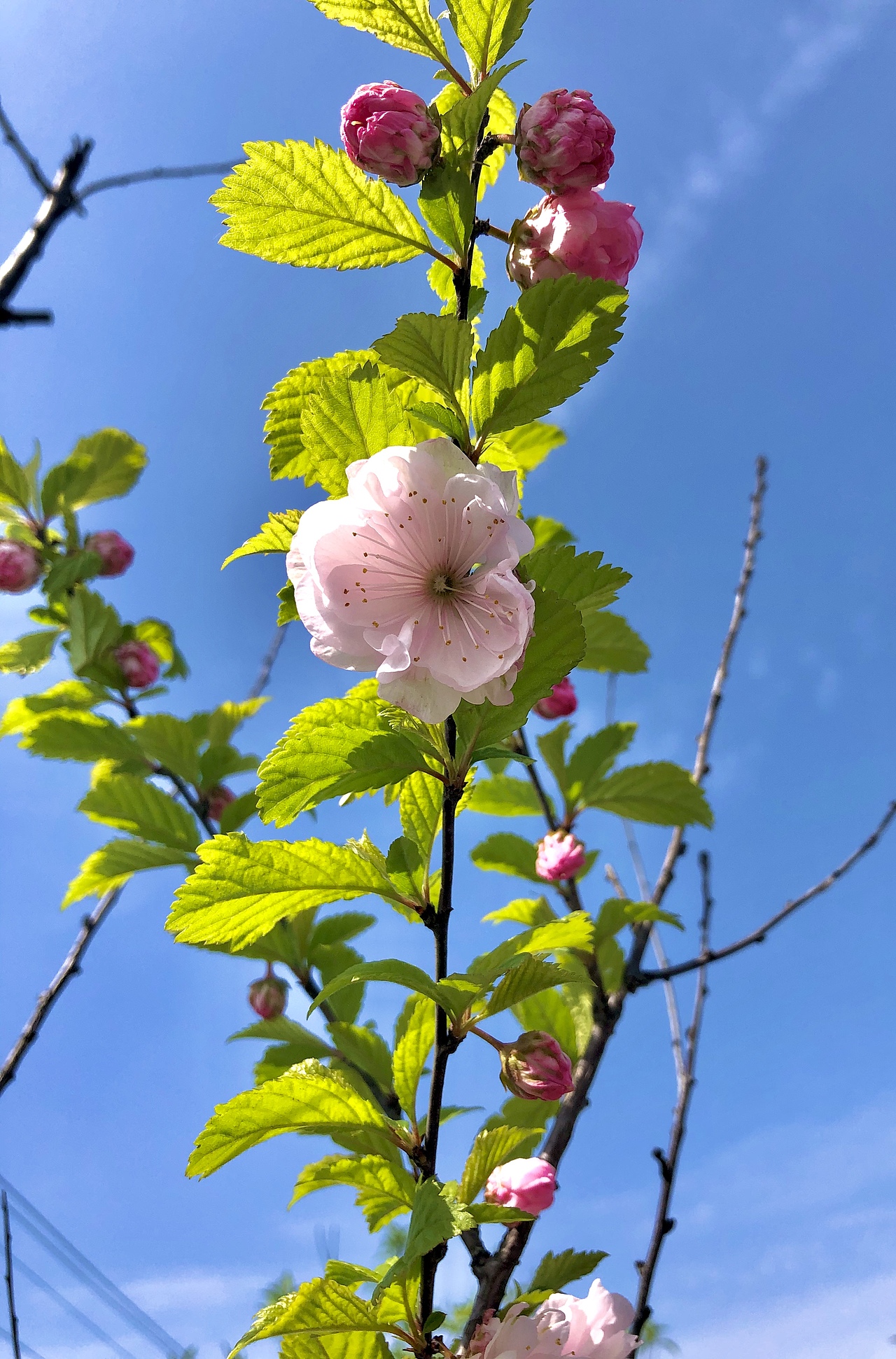 蓝天 白云 绿草 黄花
