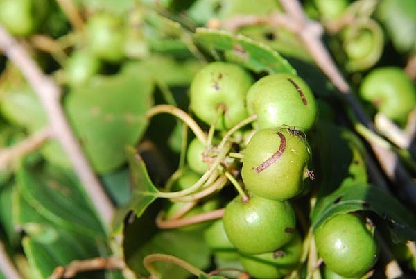 元枣子(野生的猕猴桃)