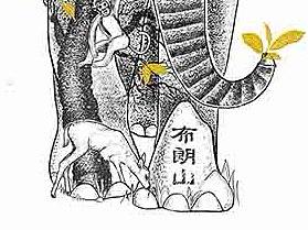 茶叶包装插画