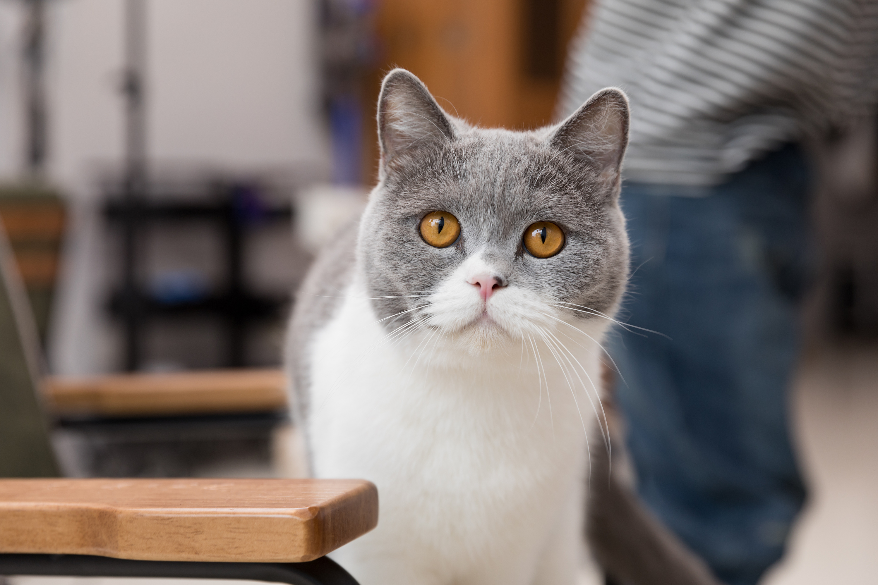 肥猫家润,猫咪主题美发坊