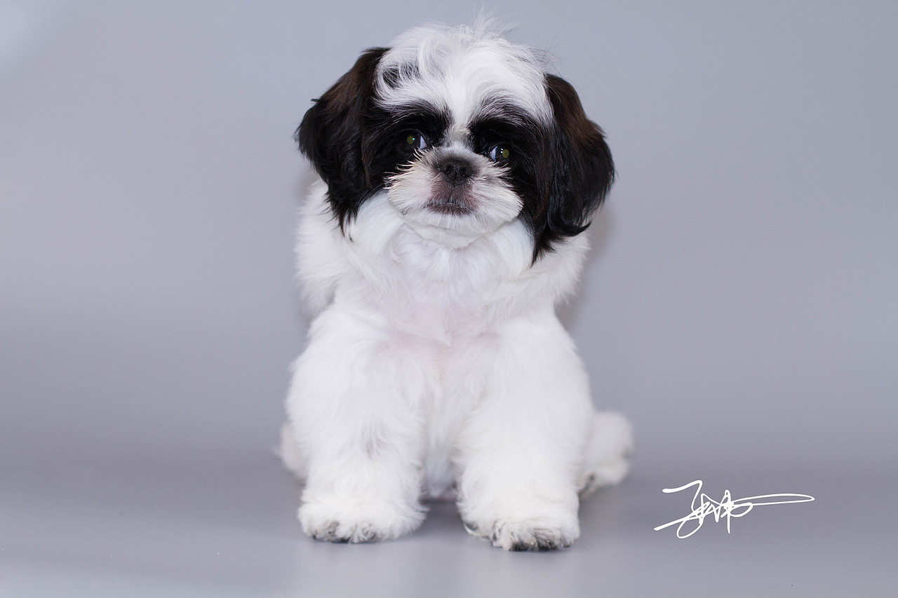 西施犬（图ZMjg5NjE1OTQ0） - 宠物摄影 - 站酷设计师铲屎官小分队原创素材 - 站酷ZCOOL