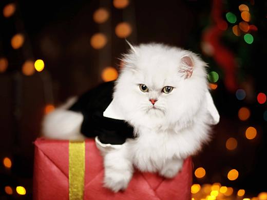 每个人......不，是每只喵都有自己的情绪（个人主页-ZMzI2OTA1NzY=） - 宠物摄影 - 站酷设计师宠物时光原创素材 - 站酷ZCOOL