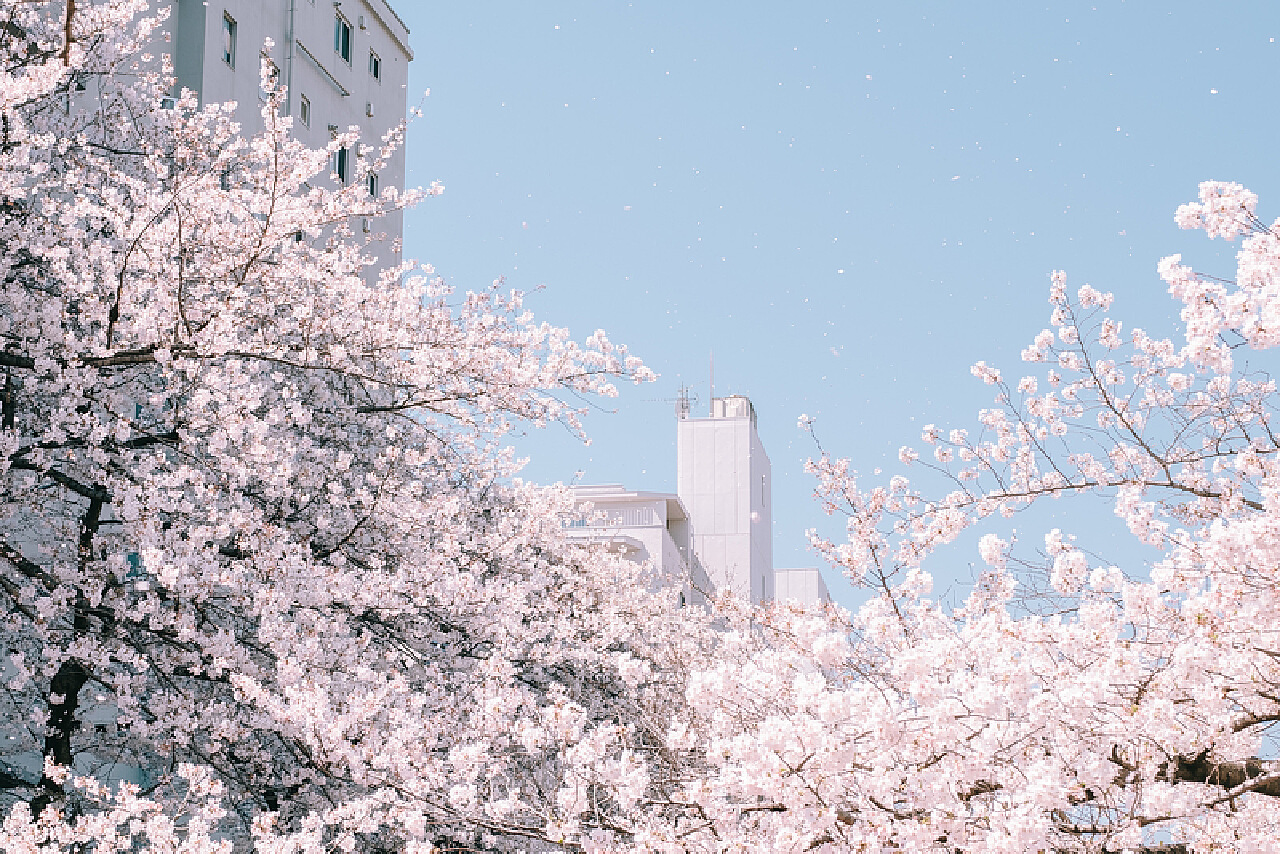 春天清新日系风樱花盛开自然风景摄影图高清摄影大图-千库网