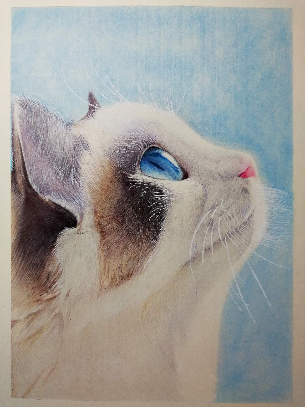彩色圆珠笔画布偶猫