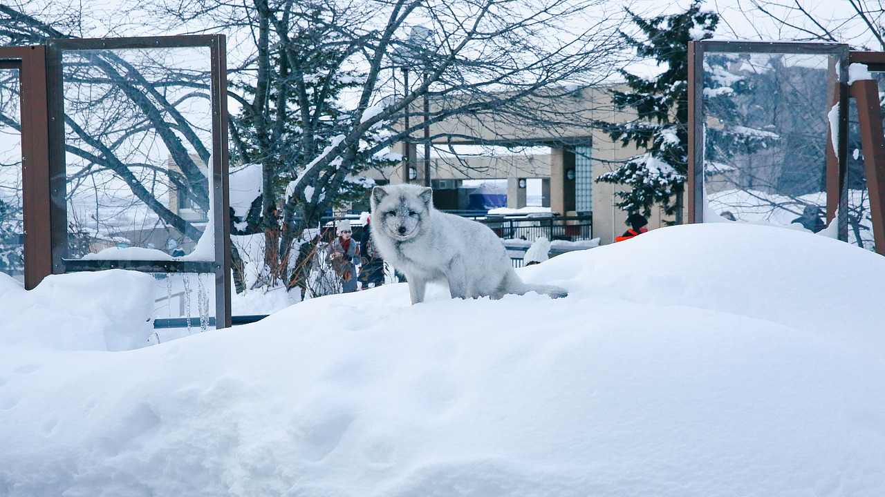 北海道-上川町-层云峡
