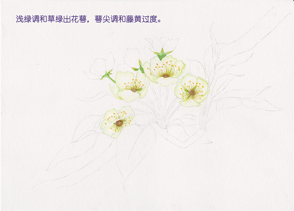 《二十四番花信风》水彩花卉绘画技法——李花篇
