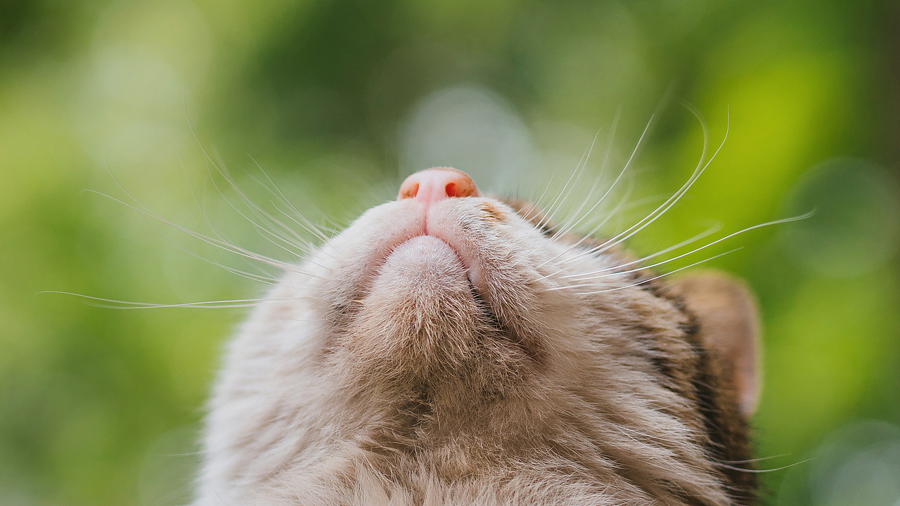 Farewell 2018【克查原创作品30】（图ZMTQwMTY0NjQw） - 宠物摄影 - 站酷设计师克查原创素材 - 站酷ZCOOL