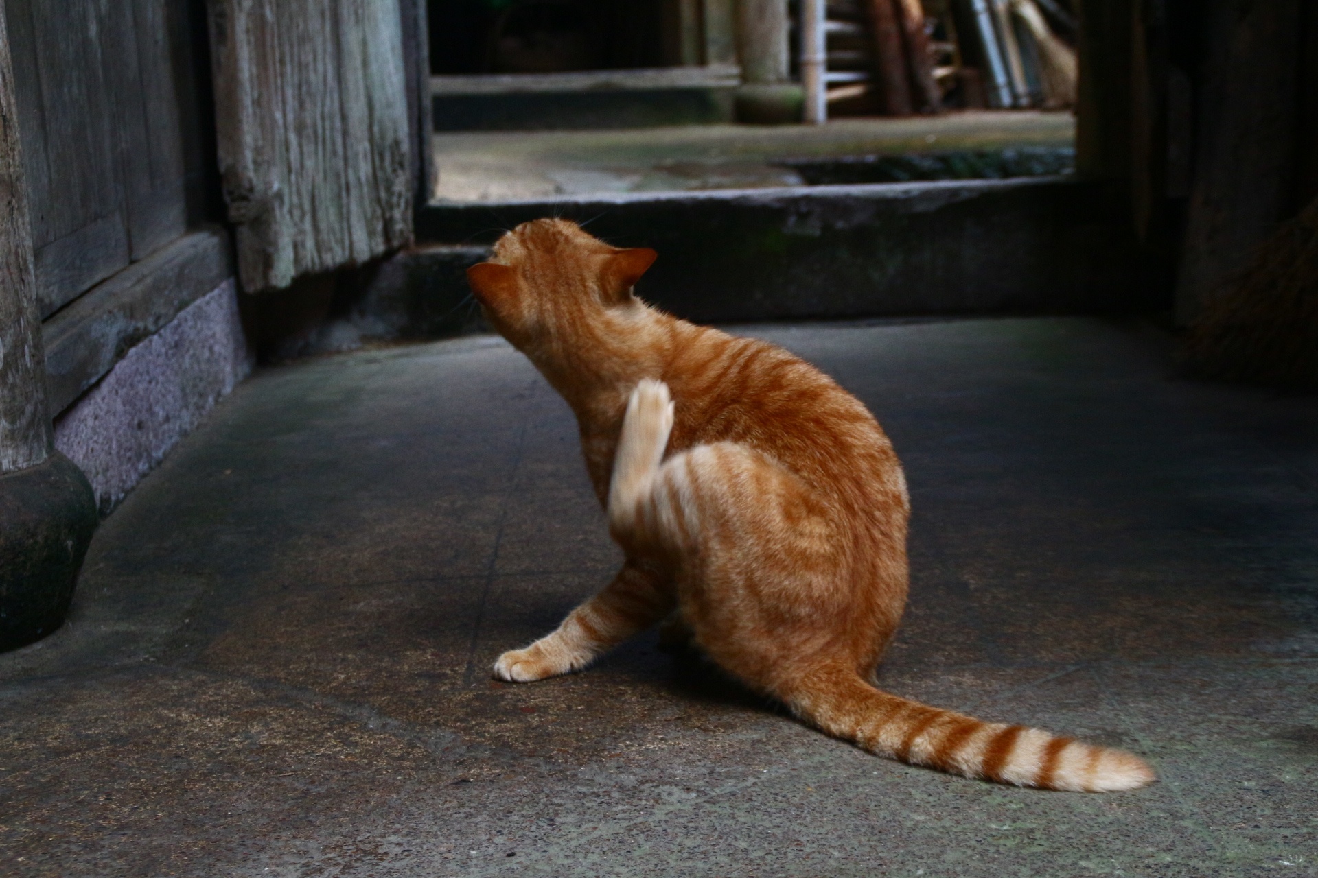 独立行走的老猫