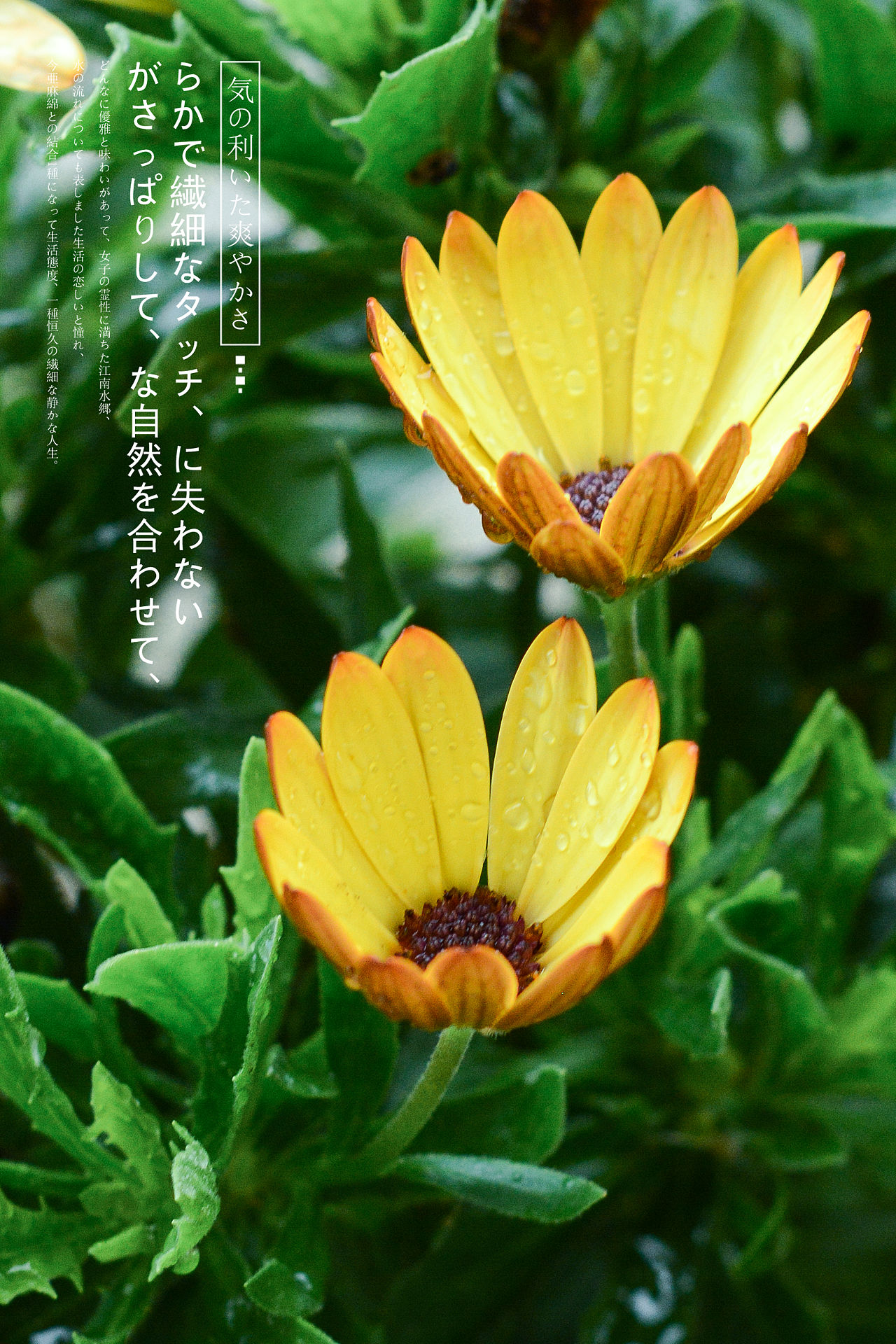 下雨天拍下阳台的小花