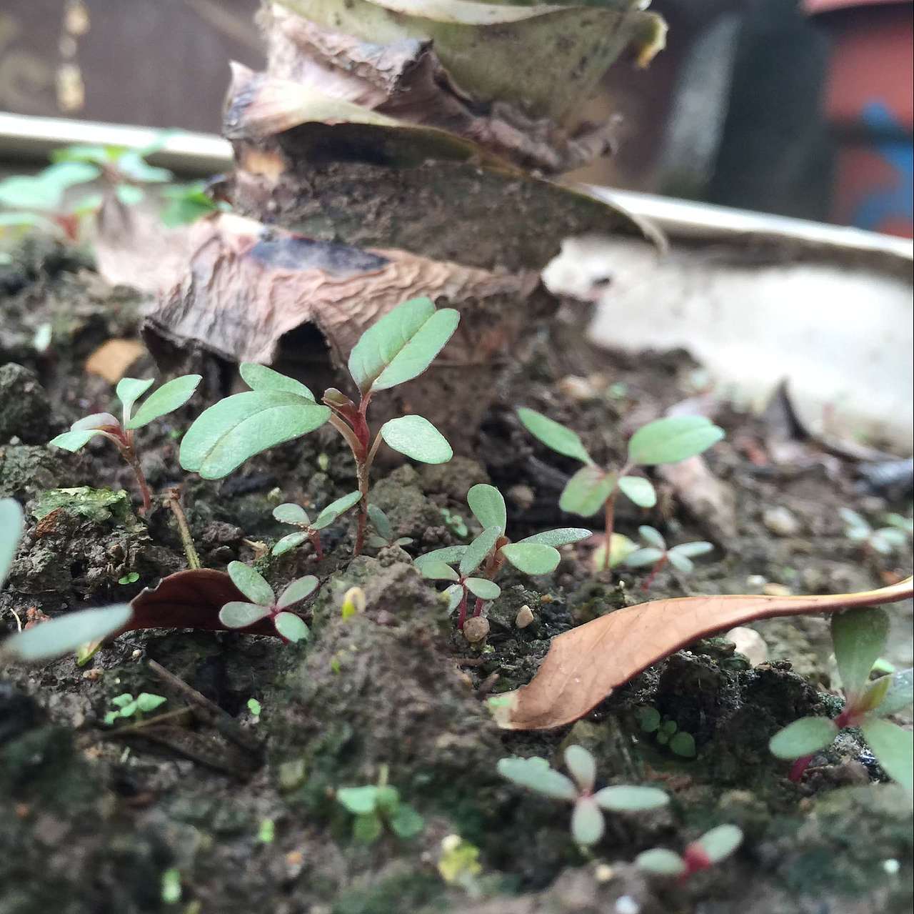 随手拍的照片（图ZNTQxNTQ2ODA=） - 产品摄影 - 站酷设计师爱你的章鱼哥原创素材 - 站酷ZCOOL