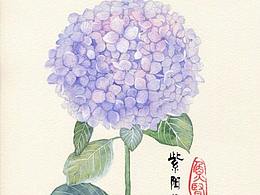 紫阳花