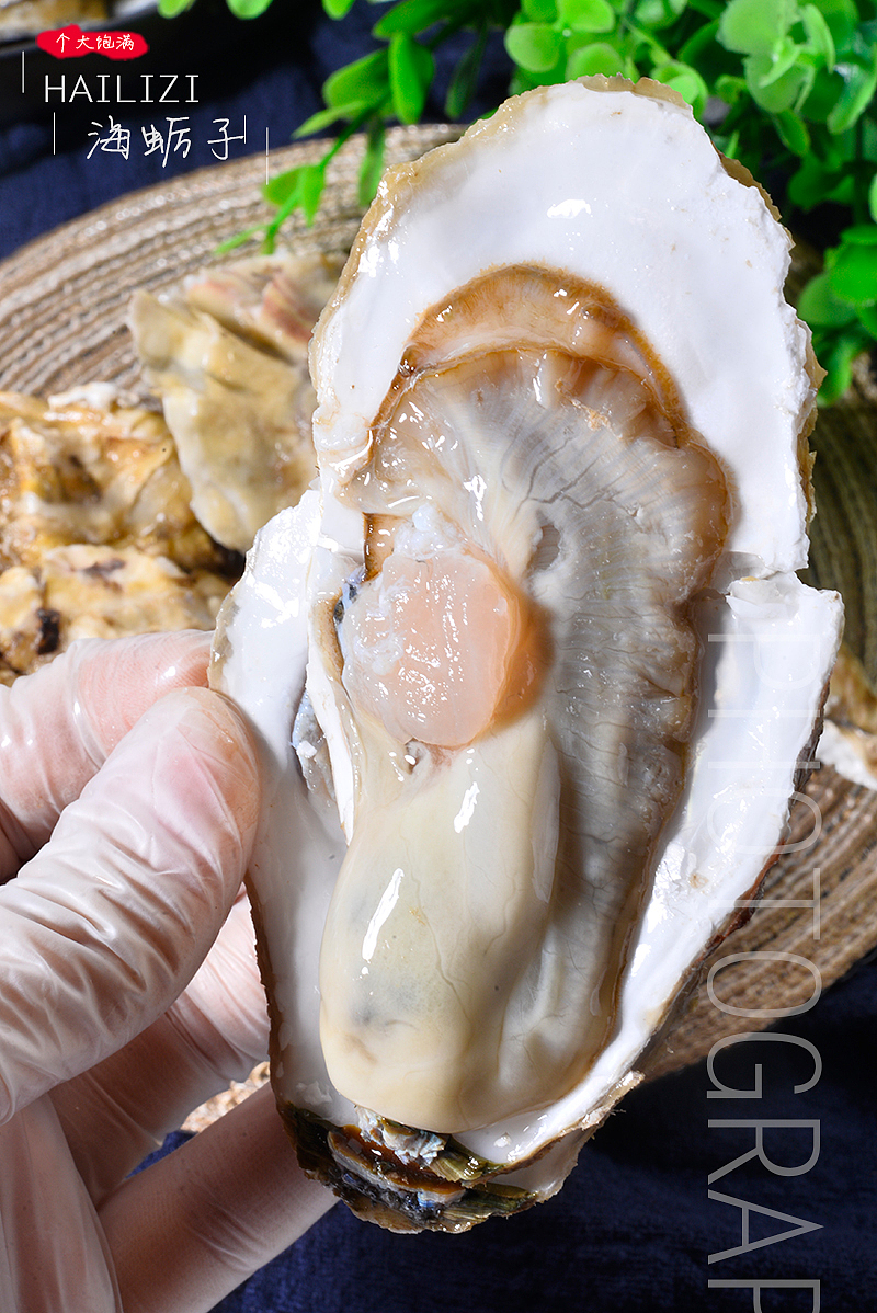 海蛎子