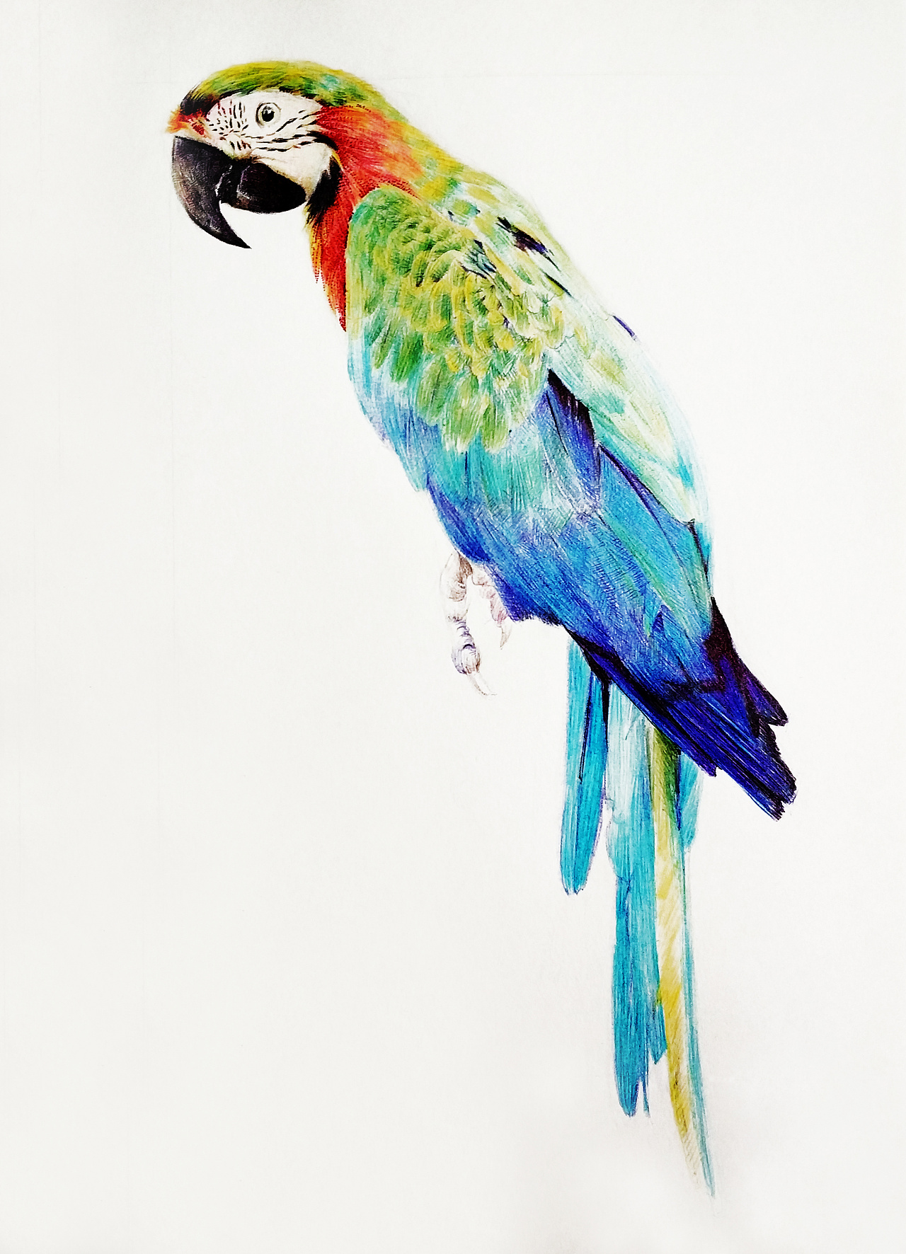 彩色铅笔–鹦鹉练习|纯艺术|彩铅|無声 - 原创作品 - 站酷 (ZCOOL)