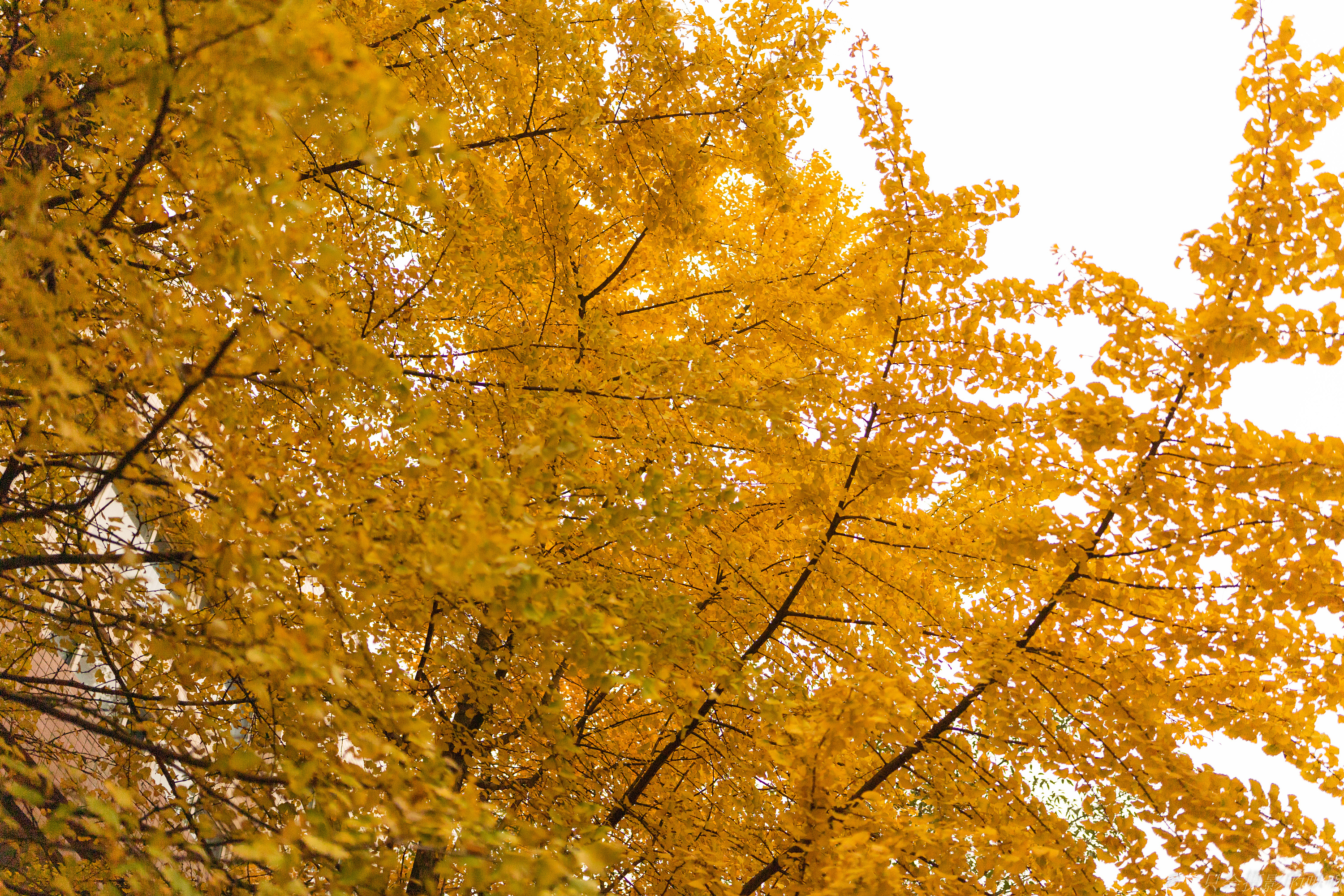 银杏|摄影|风光|emptiness啾啾 - 原创作品 - 站酷 (zcool)