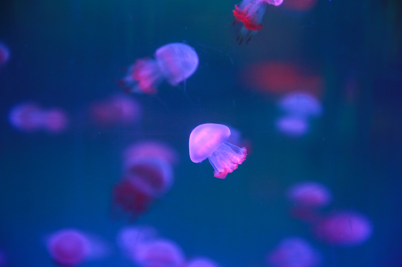 最萌物系列——水母