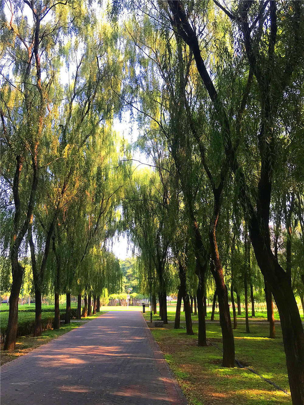 刘勇良手机纪实摄影:静静的树林