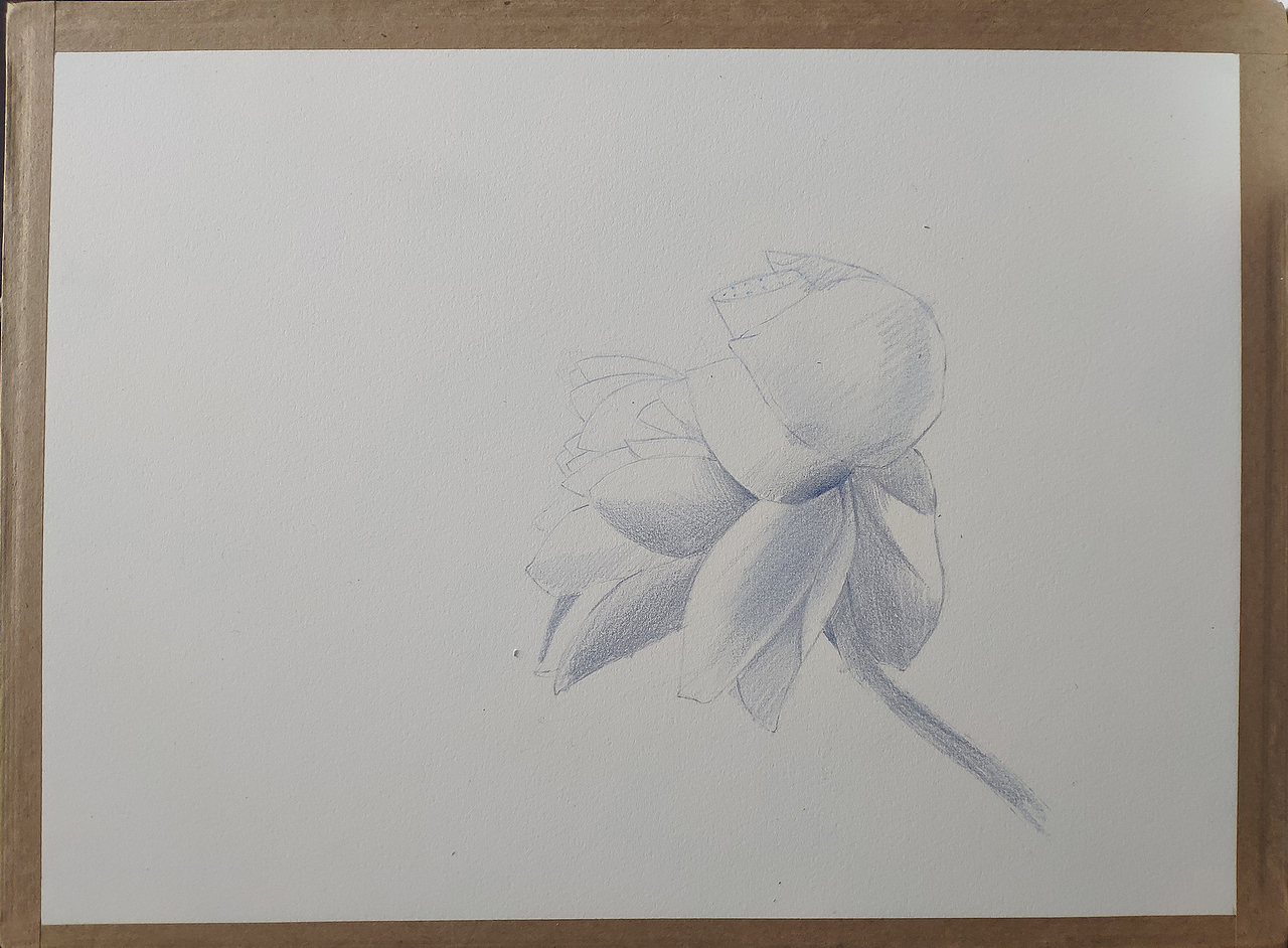 荷（图ZMjc0NTU2NDYw） - 绘画 - 站酷设计师马行画彩铅原创素材 - 站酷ZCOOL