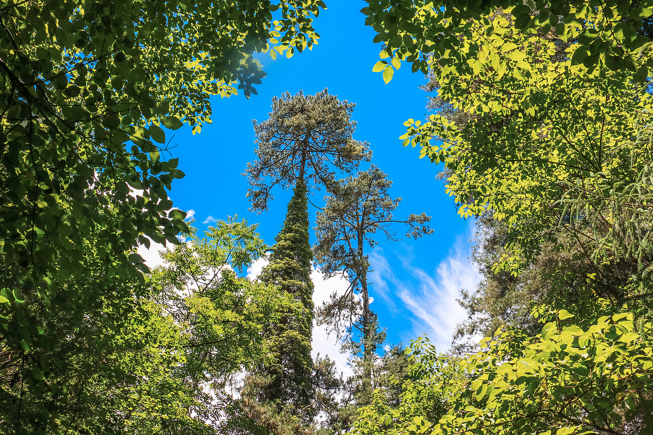 骑行岗云山林那天,遇到了一颗神奇的树