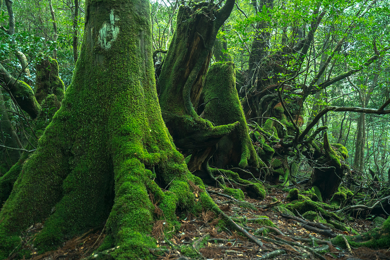 幽灵公主之森（图ZNzgwNzg3OTY=） - 风光摄影 - 站酷设计师和威HW原创素材 - 站酷ZCOOL