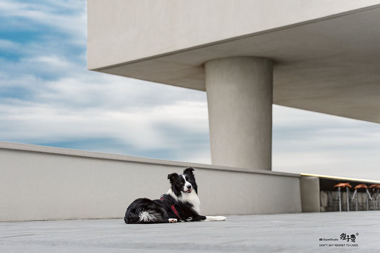 边牧喏喏（图ZMjY4MTc5MjU2） - 宠物摄影 - 站酷设计师宠物摄影师瘦子费原创素材 - 站酷ZCOOL