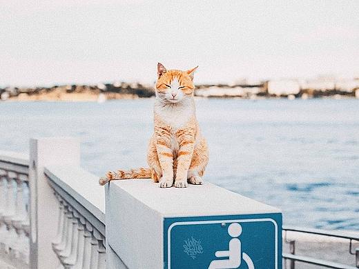 巷子里的猫很自由 但却没有归宿
