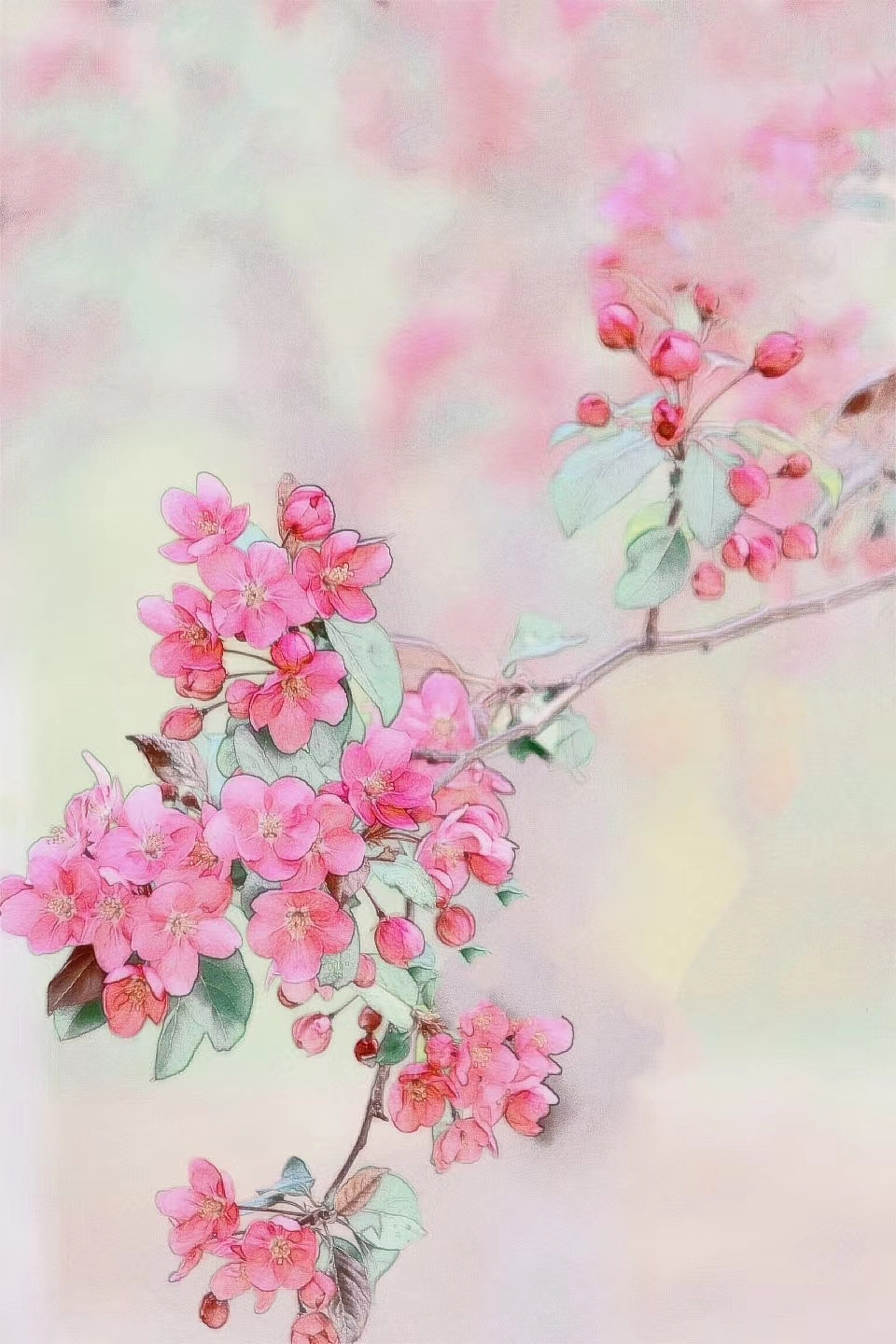 中国风一一海棠花