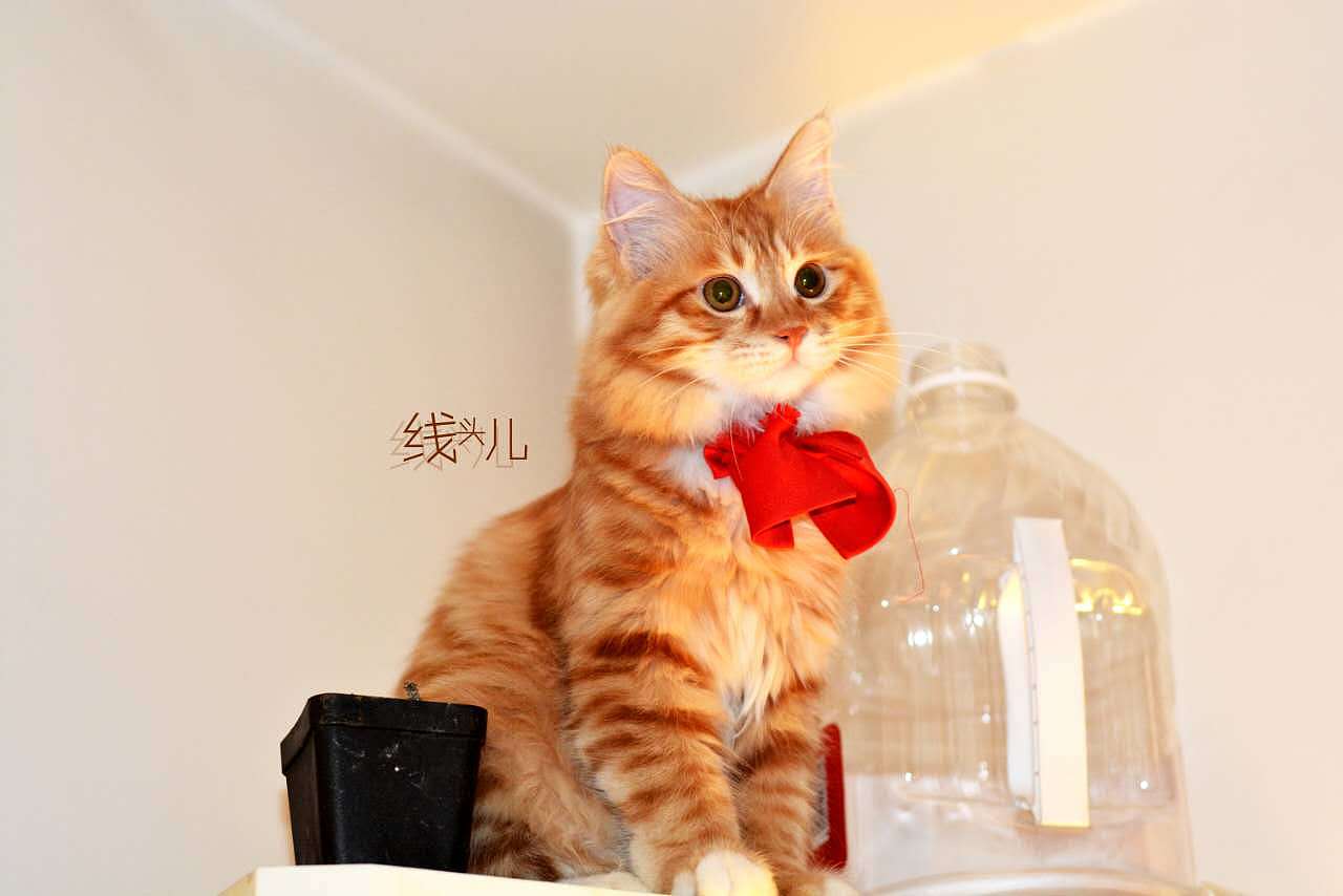 红领结 小线头儿（图ZNzExNzE3MjA=） - 宠物摄影 - 站酷设计师文馨妨原创素材 - 站酷ZCOOL