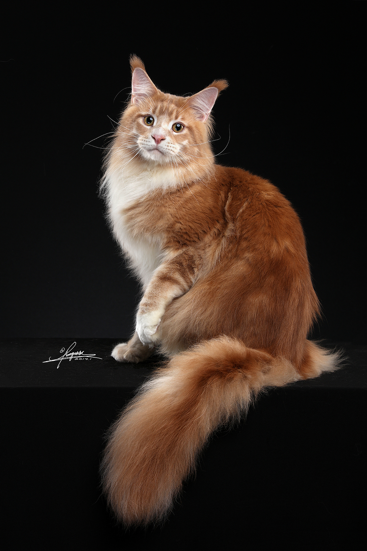 缅因库恩猫amyworks拍摄于四川成都