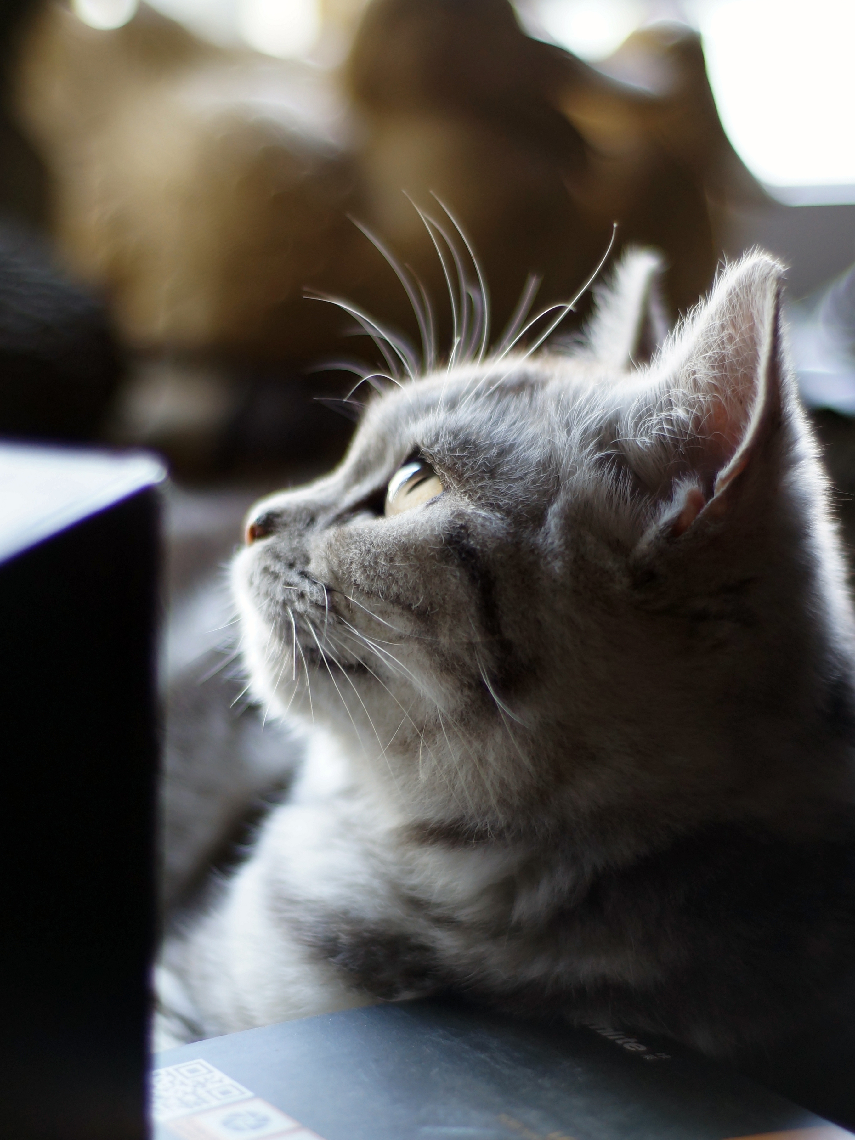 猫(美国短尾)|摄影|动物|zhl007008009 - 原创作品 - 站酷 (zcool)