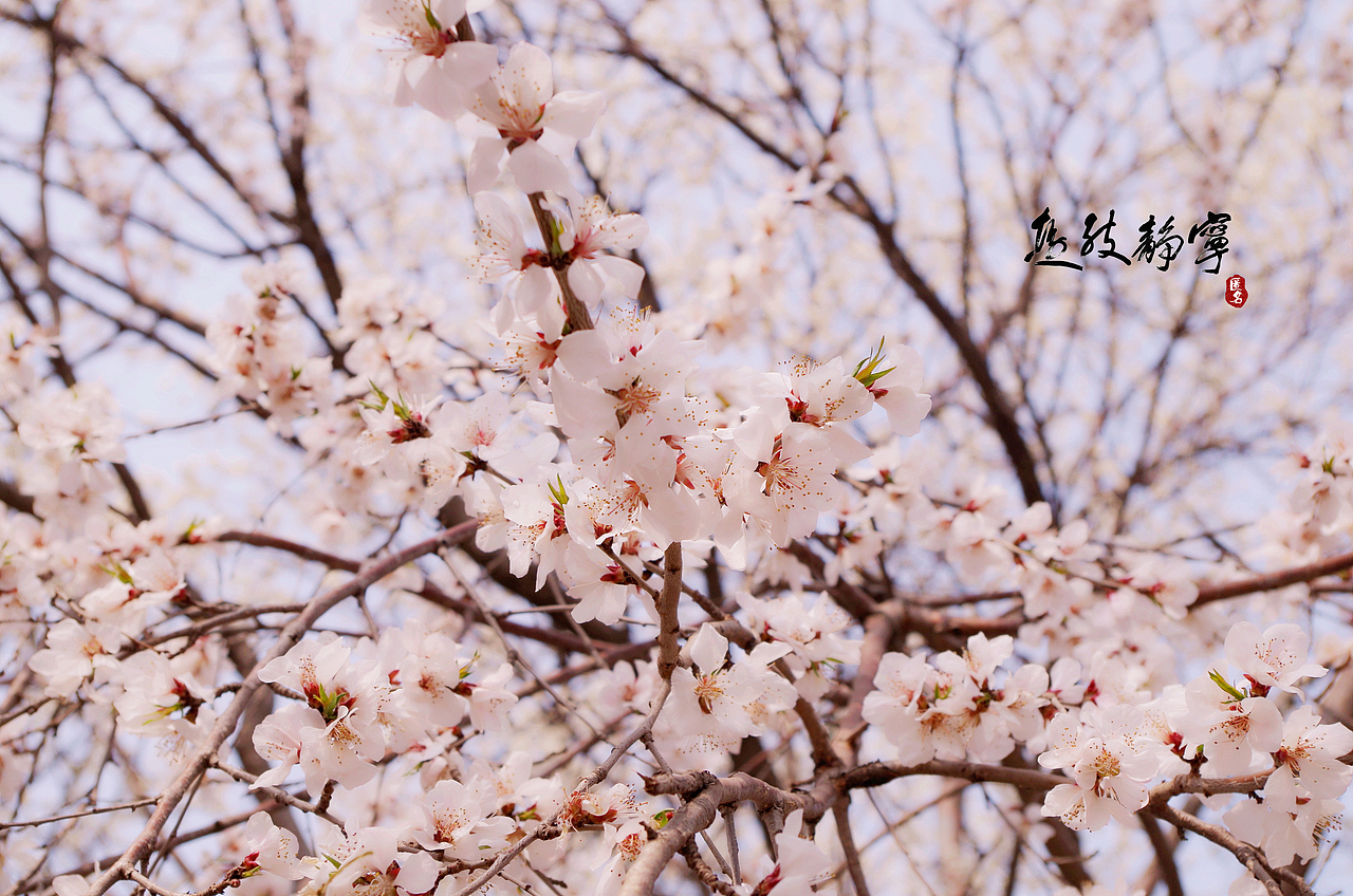 花季摄影（图ZNzQxMjM3NDQ=） - 风光摄影 - 站酷设计师刘元帥原创素材 - 站酷ZCOOL