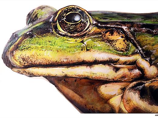 水彩、彩铅手绘蛙类皮肤质感步骤图及细节展示