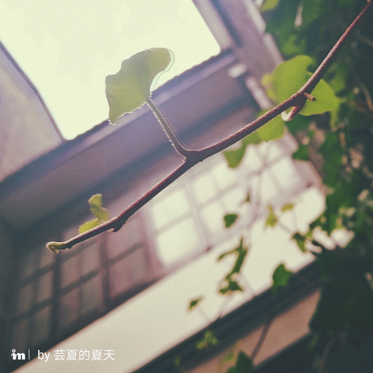 叶子（图ZODc4MDg2MzY=） - 环境/建筑摄影 - 站酷设计师芸夏的夏天原创素材 - 站酷ZCOOL