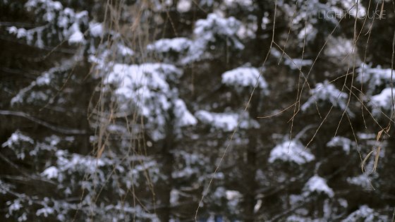 长春水文化光影艺术展—冬日里的阳光