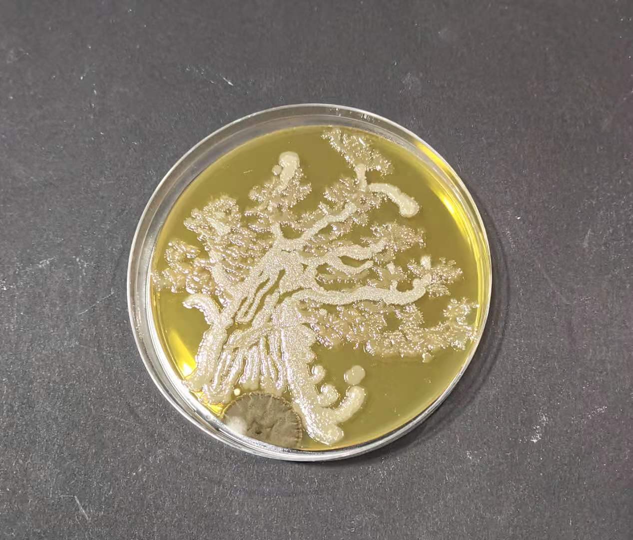 小组细菌培养作画完成品（图ZMjM0ODc3NDg4） - 其他 - 站酷设计师山野雾灯原创素材 - 站酷ZCOOL