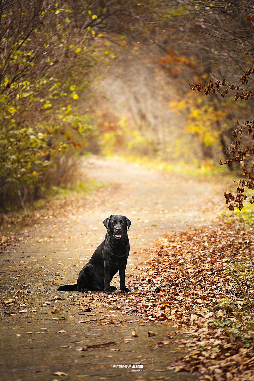 dante宠物摄影秋景拉布拉多（图ZMzIwNjcwMDMy） - 宠物摄影 - 站酷设计师dantephoto原创素材 - 站酷ZCOOL