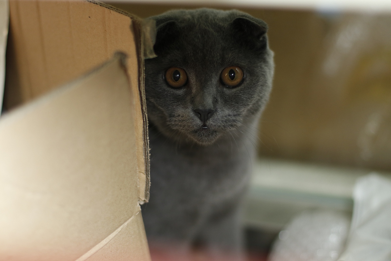 蓝皮，皮老板日常（图ZMTgxNzEwODk2） - 宠物摄影 - 站酷设计师花菜呢花菜原创素材 - 站酷ZCOOL