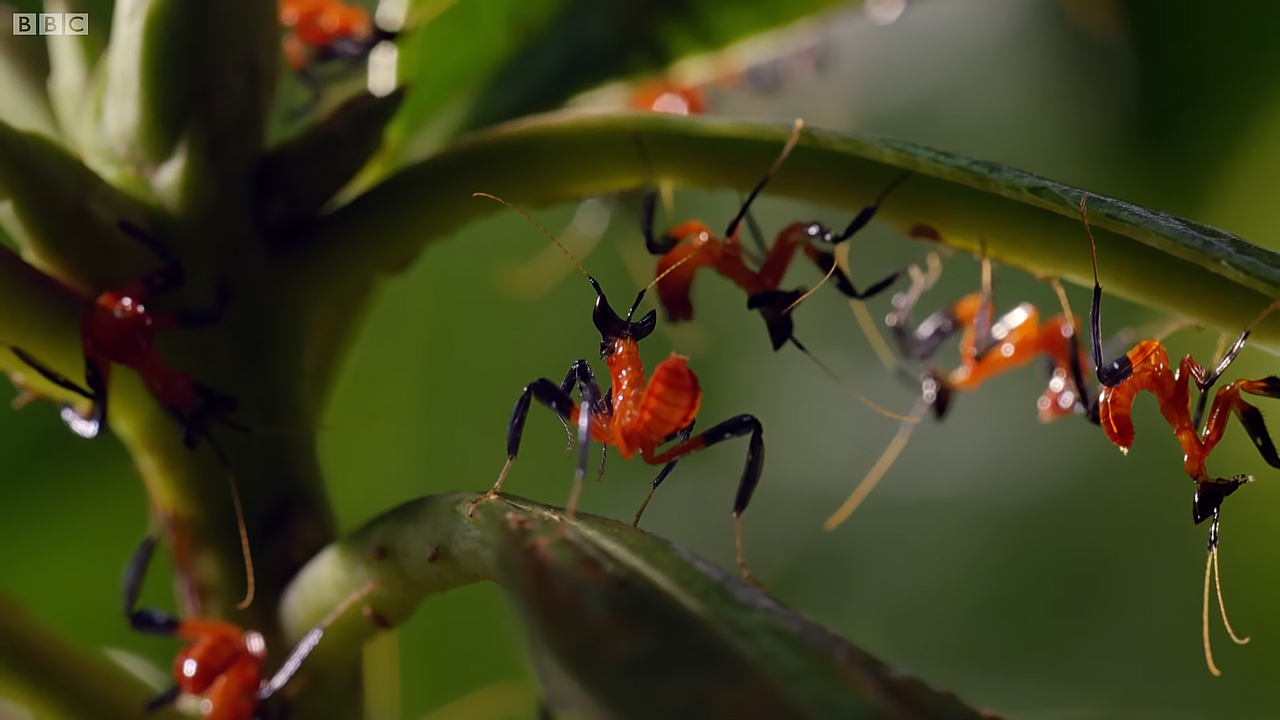 一种特殊的红色螳螂 br> br> br>曾经看过bbc一部名为《大自然的微观