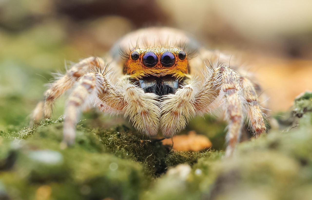 一组戴雷朋眼镜的小蜘蛛
