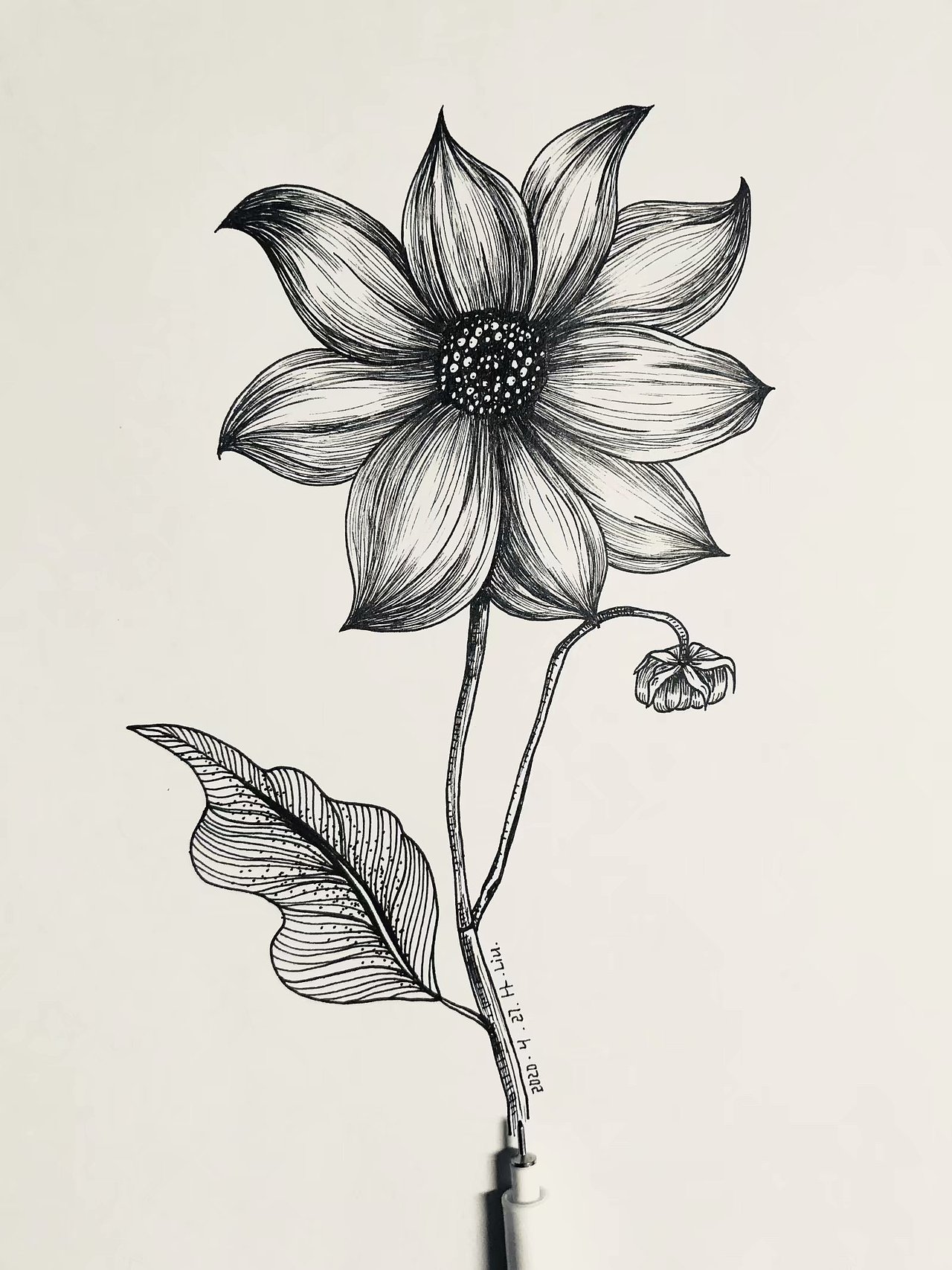 黑白无间-植物篇（图ZMjA3NTEwOTY4） - 创作习作 - 站酷设计师我不是萝卜头原创素材 - 站酷ZCOOL