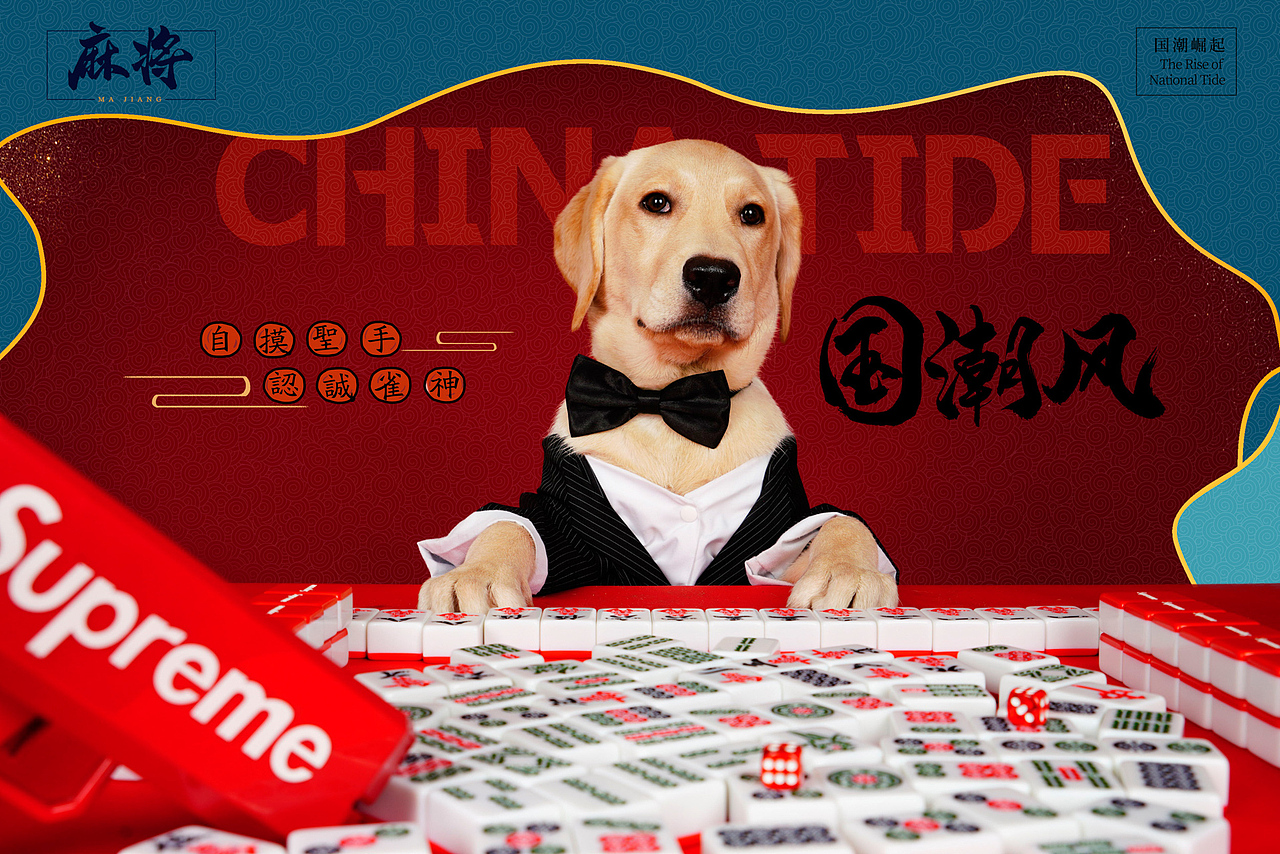 拉布拉多合集——宠爱拾光宠物摄影