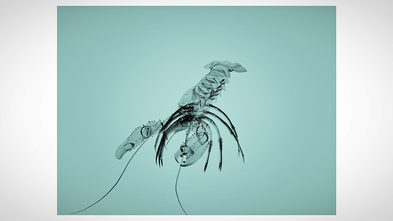 三维作品集合（图ZMTAyNTkwMTE2） - 人物/生物 - 站酷设计师fancybrownbear原创素材 - 站酷ZCOOL