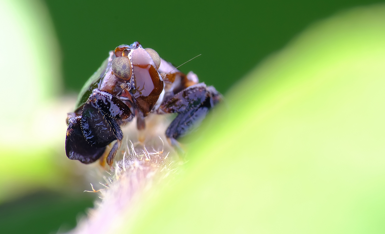 昆虫游记让我们再游一圈丛林看看大自然的小精灵