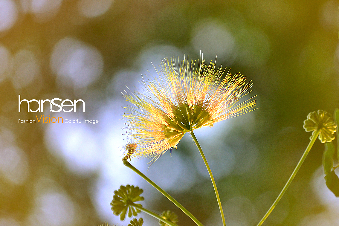 夜合欢,恰似孔雀又开屏!