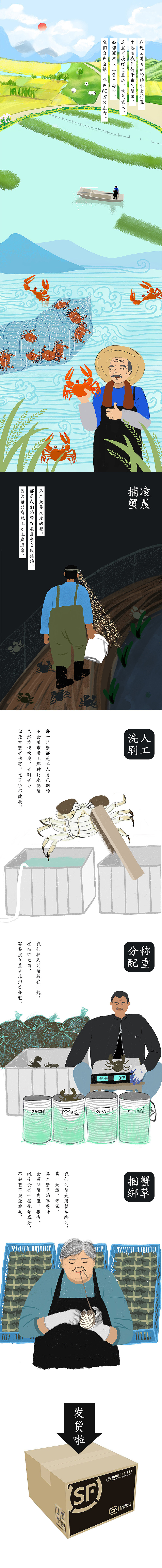 大闸蟹抓捕打包发货的流程插画
