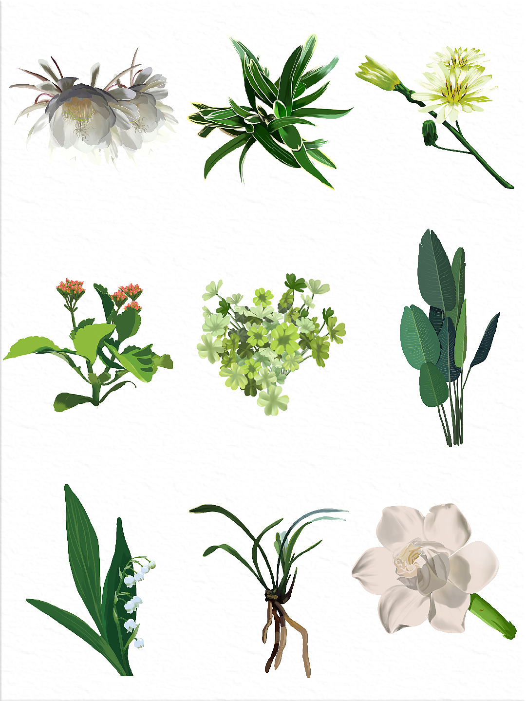 画画之花卉篇✍🏻