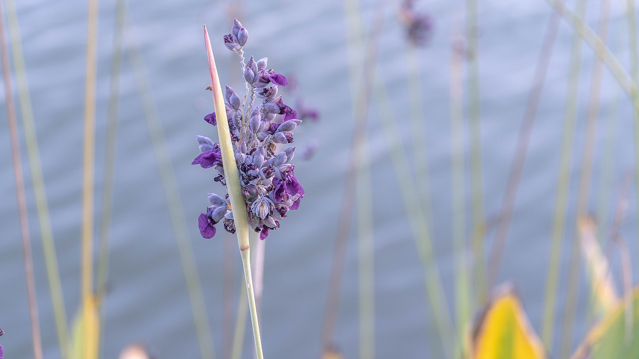 梅溪湖的花花草草（图ZMTc3OTIzNzg4） - 风光摄影 - 站酷设计师超级柚子原创素材 - 站酷ZCOOL
