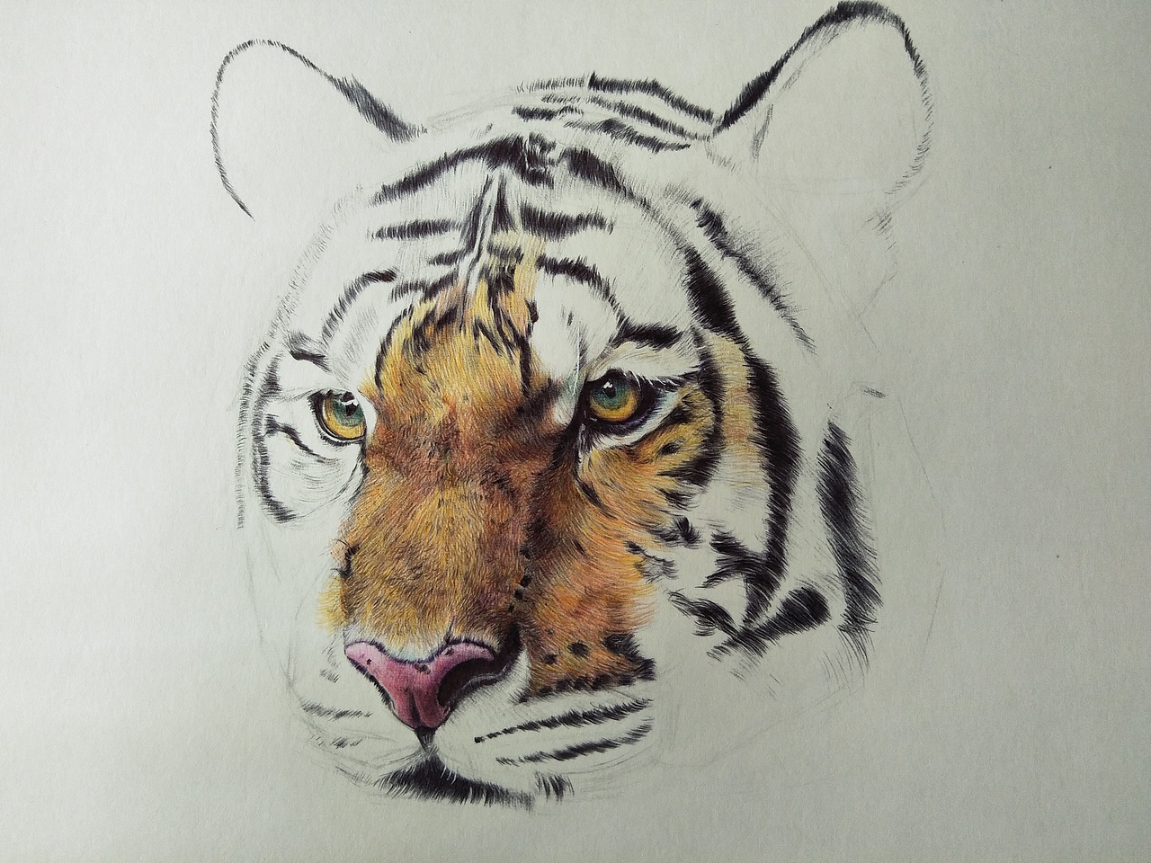 彩色圆珠笔画-动物篇