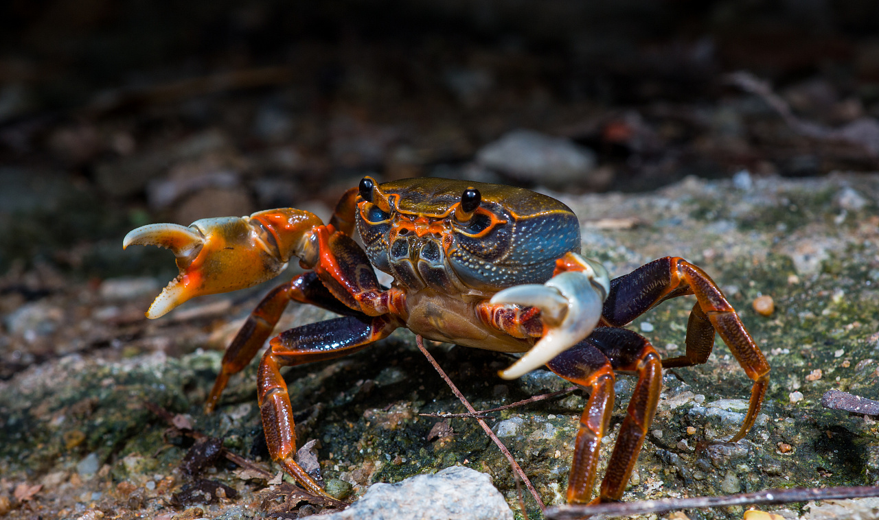 霸气的野生螃蟹